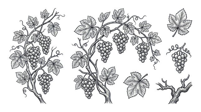 Vintage engraved grapevine clusters with leaves and branches