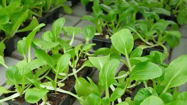 Crisphead lettuce. Crisp iceberg seedlings growth. Greens vibrant leaves in black trays. Earlystage iceberg starting growing in urban sustainable farming. Microgreen business. Eco gardening ventures.