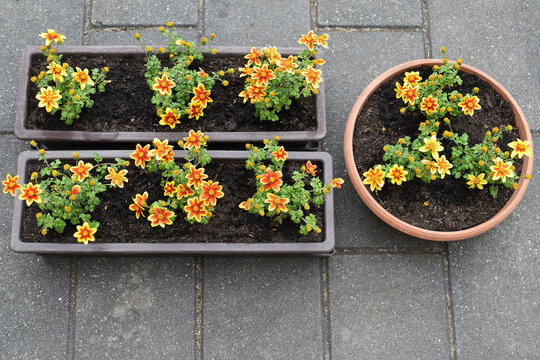 Transplanted bidens flower in window boxes or flowerpot with substrate, spring time