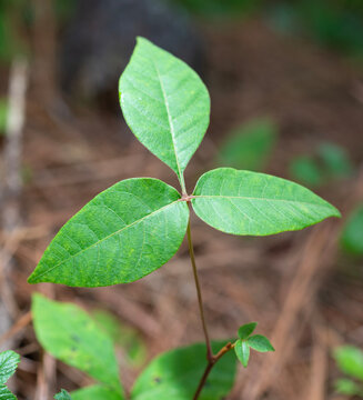 Poison ivy growing in a pine forest in North Carolina
