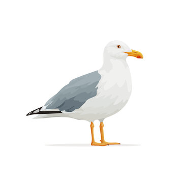 Seagull, 2D flat vector illustration in icon style, isolated on a white background