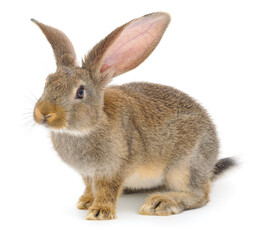 Obraz premium Grey Brown Bunny Sitting Isolated on White Background