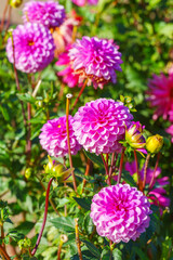 Fototapeta premium Decorative formal dahlia flower with bright pink petals and blooming in sunny garden with soft green background. Gardening, plant breeding, ornamental plant