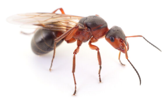 Winged Red Wood Ant Queen Isolated on White Background