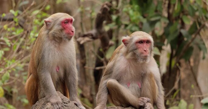 Two rhesus macaques monkeys sitting on rock in forest wildlife motion footage.