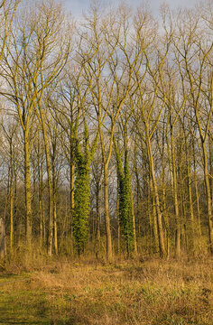 Sunny bare forest wilderness in the flemish countryside. sunny bare forest in Vinderhoutse Bossen nature reserve, Ghent, Flanders, Belgium 