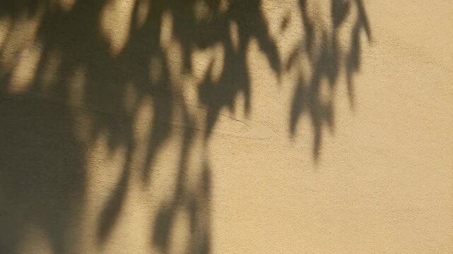 Abstract sunlight shadows dance on wall: nature's playful patterns evolve