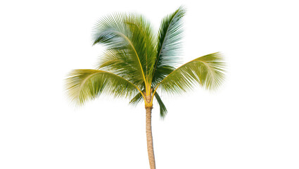 Fototapeta premium Isolated lush green tropical palm tree with a textured trunk and vibrant fronds