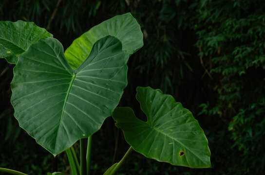 Detalle de una gran hoja de "Oreja de Elefante" planta aut&oacute;ctona de las selvas de Sudam&eacute;rica, selva misionera.