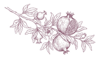hand drawn pomegranate branch with fruits, Botanical sketch of pomegranate tree branch with ripe cut fruit © Imran