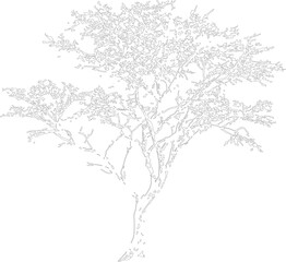 Fototapeta premium Detailed tree outline drawing showcases spreading branches and delicate leaves. Light grey line art depicts a single savannah acacia tree. Vector design is ideal for coloring book pages.