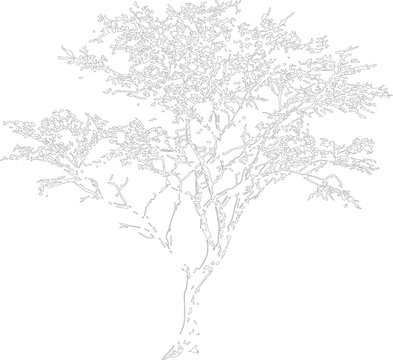 Detailed tree outline drawing showcases spreading branches and delicate leaves. Light grey line art depicts a single savannah acacia tree. Vector design is ideal for coloring book pages.