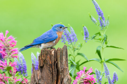 01377-18915 Eastern Bluebird (Sialia sialis) male on fence post near flower garden Marion Co. IL