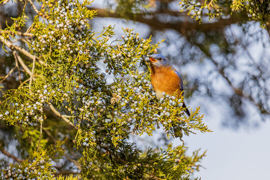 01377-19411 Eastern Bluebird (Sialia sialis) male eating cedar berries in Red Cedar (Juniperus virginiana) tree Marion Co. IL