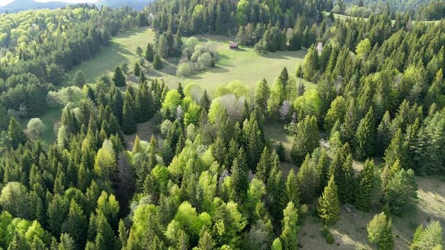 Aerial Forward Flight Over Carpathian Mixed Forest and Green Meadows in Early Spring
