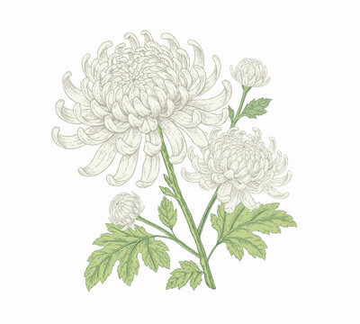 Vintage engraving white chrysanthemum flower illustration, isolated botanical sketch of chrysanthemum blossom for funeral, condolence card, memorial tribute, disaster sympathy and grieving family
