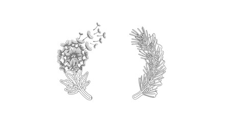 Black and White Illustration of Oak Leaves. © Aga