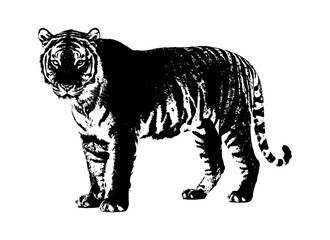 Fototapeta premium Black and white illustration of a standing tiger isolated on transparent background, Vector