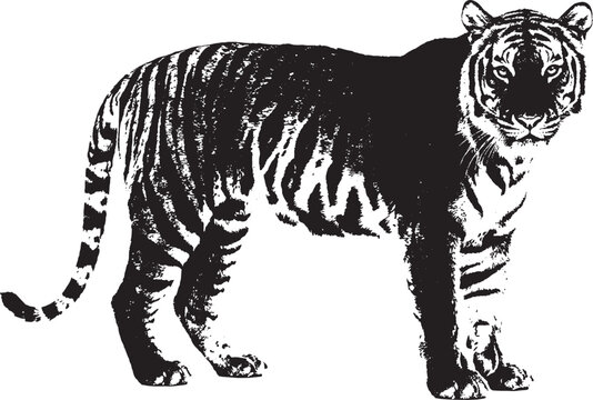 Black and white tiger illustration with a bold graphic style standing in a simple profile view for creative design projects isolated on transparent background, Vector