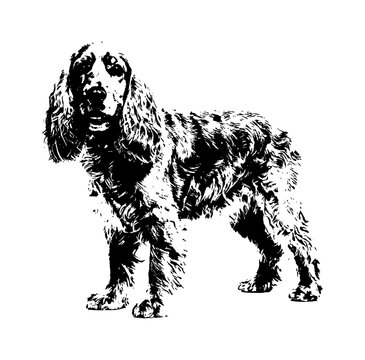 Black and white silhouette of a standing cocker spaniel dog graphic illustration isolated on transparent background, Vector