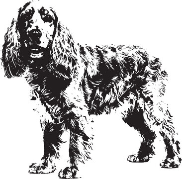 Black and white silhouette of a standing cocker spaniel dog graphic illustration isolated on transparent background, Vector