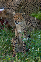 A cute cheetah cub is sitting in the grassland in the shade, Mashatu Game Reserve.  © Anna