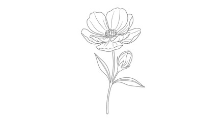 Obraz premium Detailed drawing of a single flower.