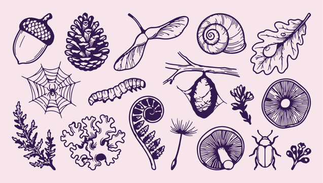 wildlife forest life metamorphosis pattern, insects larvae caterpillar life, forest biology transformation background, woodland life cycle elements, nature ecosystem growth illustration, natural wildl