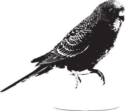 Black and white silhouette illustration of a small parakeet bird standing on a perch isolated on transparent background, Vector