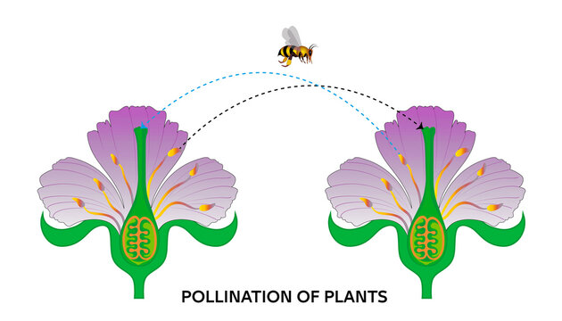 Explanatory diagram of cross-pollination in plants by a bee