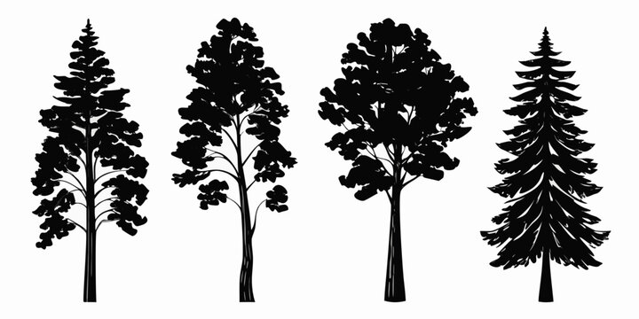 Pine Tree Silhouettes Black Shapes On White Background