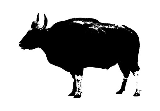 Black silhouette of a large gaur bison standing in profile view isolated on transparent background, Vector