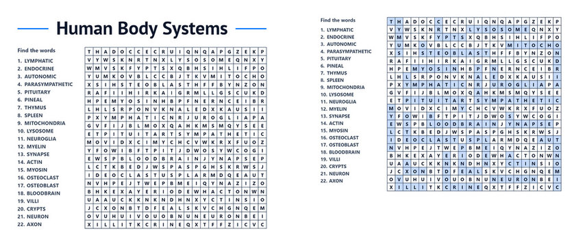 Human body systems word search puzzle for educational use  