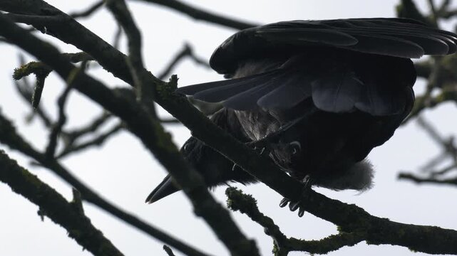 Carrion Crow Balancing on One Leg on Tree Branch - 4K Wildlife Slow Motion
