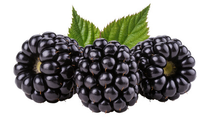 Obraz premium Isolated three fresh ripe organic blackberries with green leaves natural sweet berry fruit