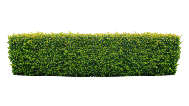 Isolated beautifully maintained green hedge row an ideal natural element for landscaping