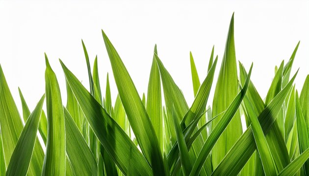 Grass Blades Texture Overlay Leaves Of Grass Isolated On Transparent Background