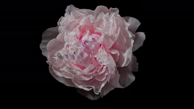 Time Lapse of flowering peony flower on black background. Spring timelapse