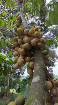 Tropical Langsat Fruit Tree