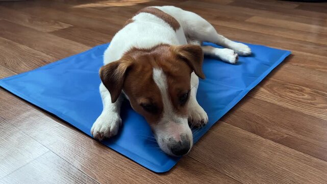 Tired Jack Russell Terrier dog lying on a blue cooling mat at home. Concept of summer pet care, heat protection and temperature regulation