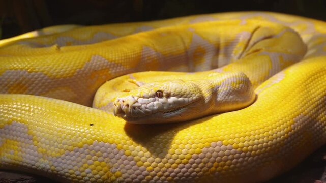 Large albino reticulated python rests coiled in a zoo enclosure.