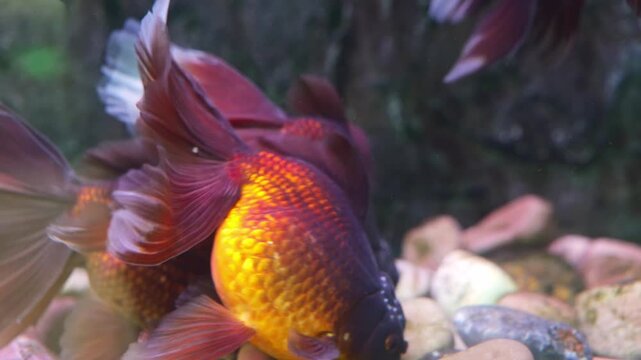 Oranda goldfish gracefully swims in a well-lit home aquarium near the colorful pebbled substrate during the day