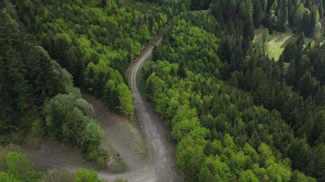 Aerial forward flight with tilt down over winding dirt road in dense green forest 