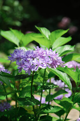 Fototapeta premium purple hydrangea flowers and bushes on dark contrast background