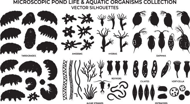 Microscopic Pond Life & Aquatic Organisms Collection, Vector Silhouettes Set, Scientific Illustration Elements for Biology and Nature Projects