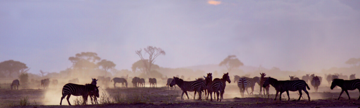 Steppenzebra (Equus quagga) Herde im Abendlicht, Afrika, Panorama 