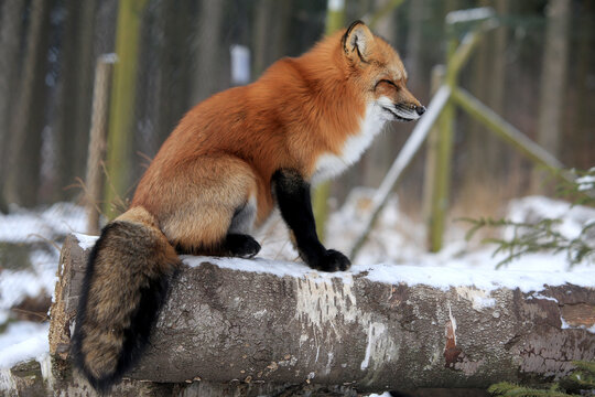 Rotfuchs (Vulpes vulpes) im Wald, Winter