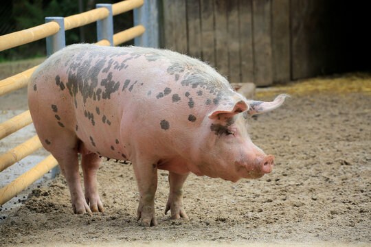 Hausschwein (sus scrofa domesticus) Nutztier
