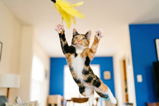 Playful calico cat jumping to catch a feather toy in a home setting