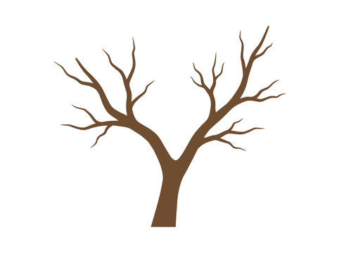 Bare tree branches reaching upwards.